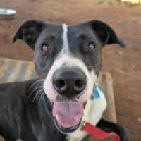 Photo of Comet