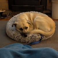 Photo of Simba
