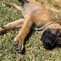 Photo of Titan (Was Tank)