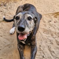 Photo of Luca And Tinka 