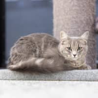 Photo of Cordelia