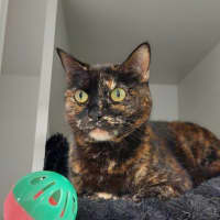 Photo of Willow