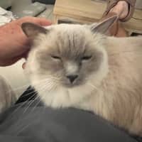 Photo of Princess 👑🌸