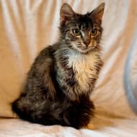 Photo of Peaches   In Foster Care In Doncaster