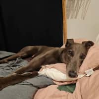 Photo of Bella, The Greyhound