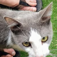 Photo of Soup   Now At Pet Quarters Thornton