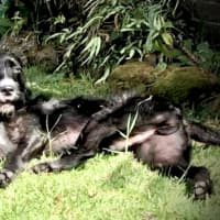 Photo of Zeus   21 Month Old Wolfhound X