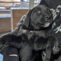 Photo of Lilly