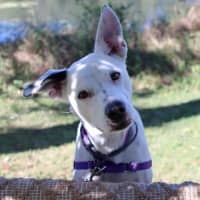 Photo of Penny