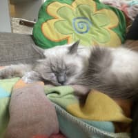 Photo of Little Lady Previously Ravioli