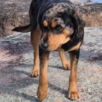 Photo of Rebel