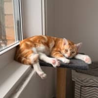 Photo of Mimosa