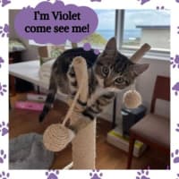 Photo of Violet