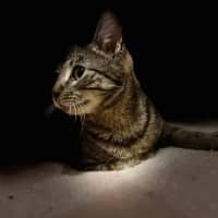 Photo of S'mores   Located In Frankston