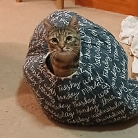 Photo of Scoot