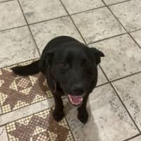 Photo of Bear   14 Month Old Labrador X