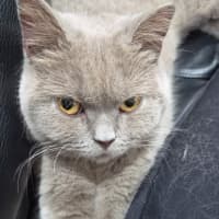 Photo of Pebbles