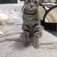 Photo of Mufasa (Was Gus)