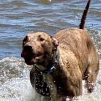 Photo of Scooby