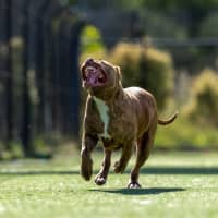 Photo of Tweedle Dee Imp 2366