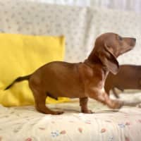 Photo of Roney