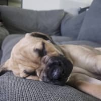 Photo of Driftwood Dozer