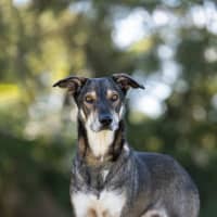 Photo of Milo