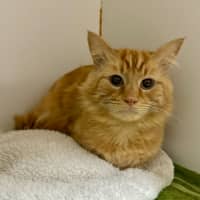Photo of Tigger