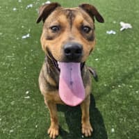 Photo of Dahlia Imp 2377