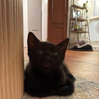 Photo of Dart 