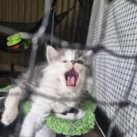 Photo of Dash