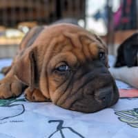 Photo of Banjo