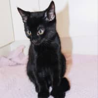 Photo of Bonsai   Located In Croydon