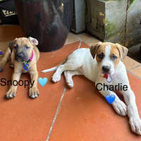 Photo of Charlie   8 Week Old Cattle Dog X 