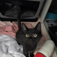 Photo of Wednesday *Available At Pet Stock Milperra*