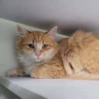 Photo of Mango