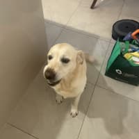 Photo of Gidget