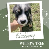 Photo of Blackberry