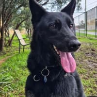 Photo of Rover