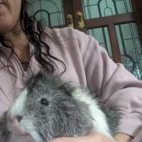 Photo of Scruffy / Chip