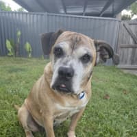 Photo of Chloe *$150 Adoption Fee*