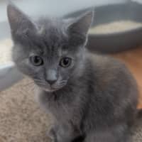 Photo of Nebula