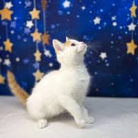 Photo of Rome   Located In Preston