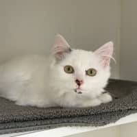 Photo of Poppy