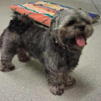 Photo of Pixie