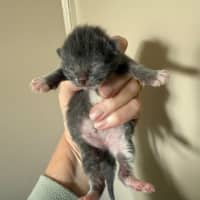 Photo of Pugsley Meet Me At Petstock Chelsea