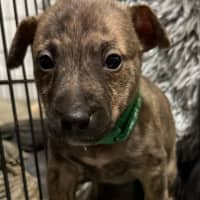 Photo of Collar Green