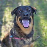 Photo of Bear
