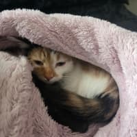 Photo of Abbi