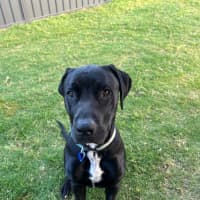 Photo of Tiny   1 Year Old Great Dane X Labrador (Trial)